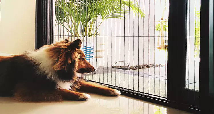Sliding Screen Pet Door Repair in Margate, FL